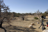 Site Near Cima Grade CA May 2006